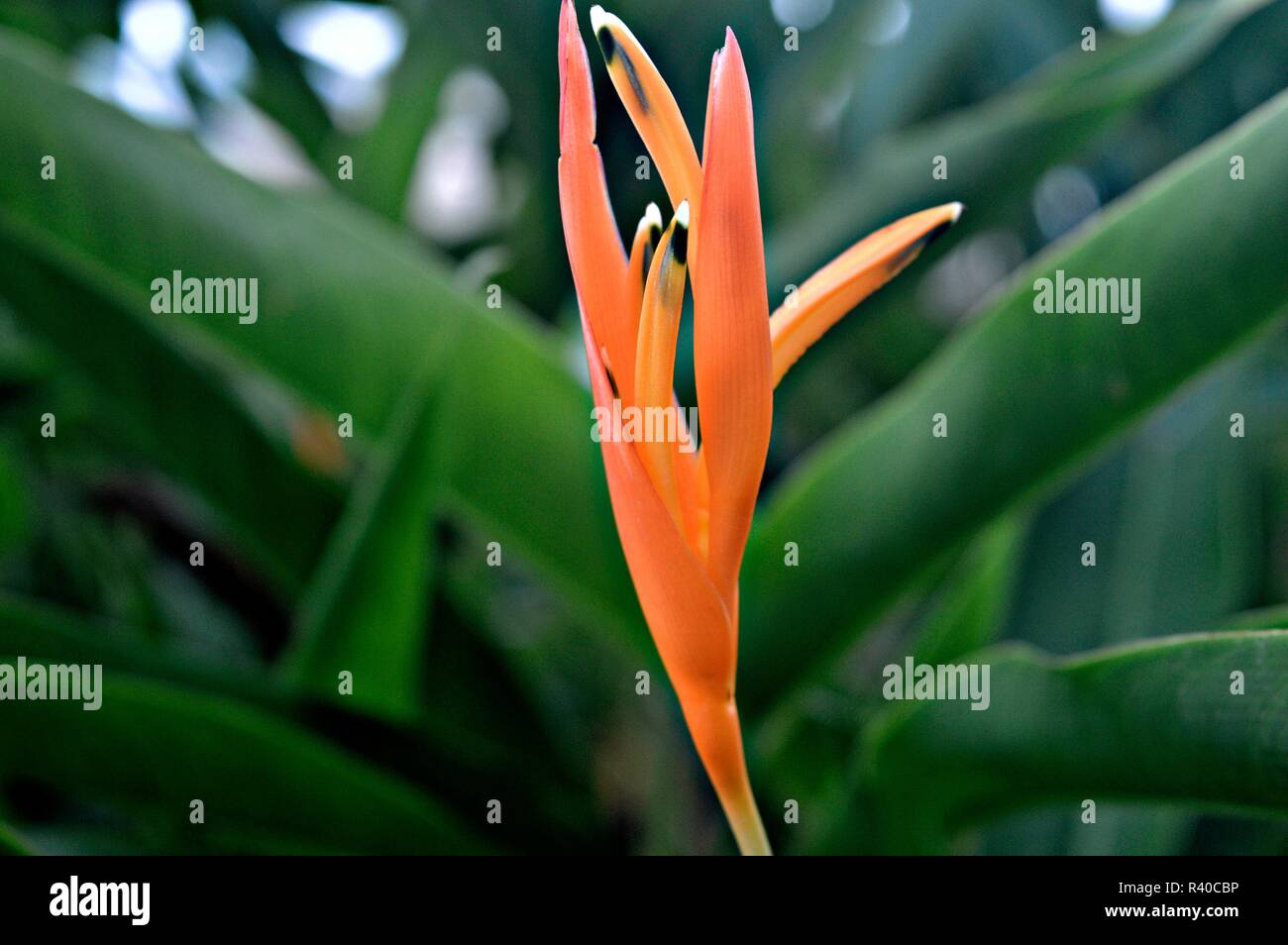 Bird of Paradise Flower Stock Photo