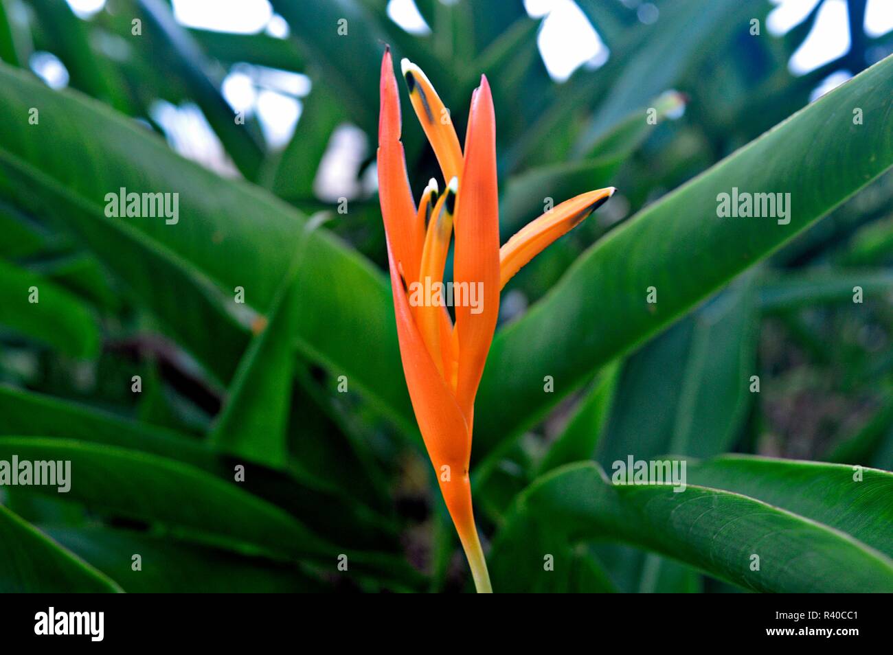 Bird of Paradise Flower Stock Photo