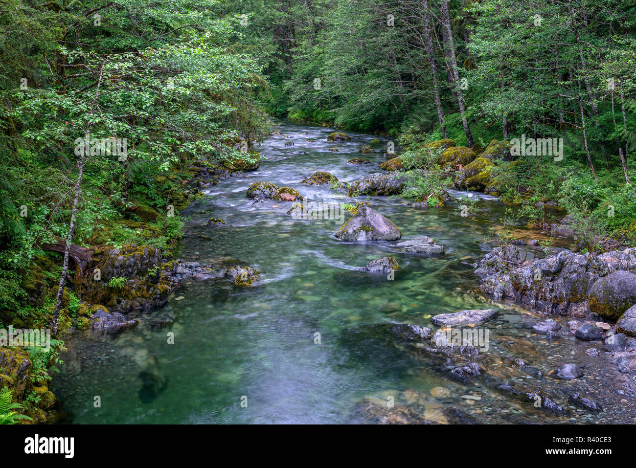 USA, Oregon, Willamette National Forest, Opal Creek Scenic Recreation Area, Little North Santiam River with surrounding lush forest in spring. Stock Photo