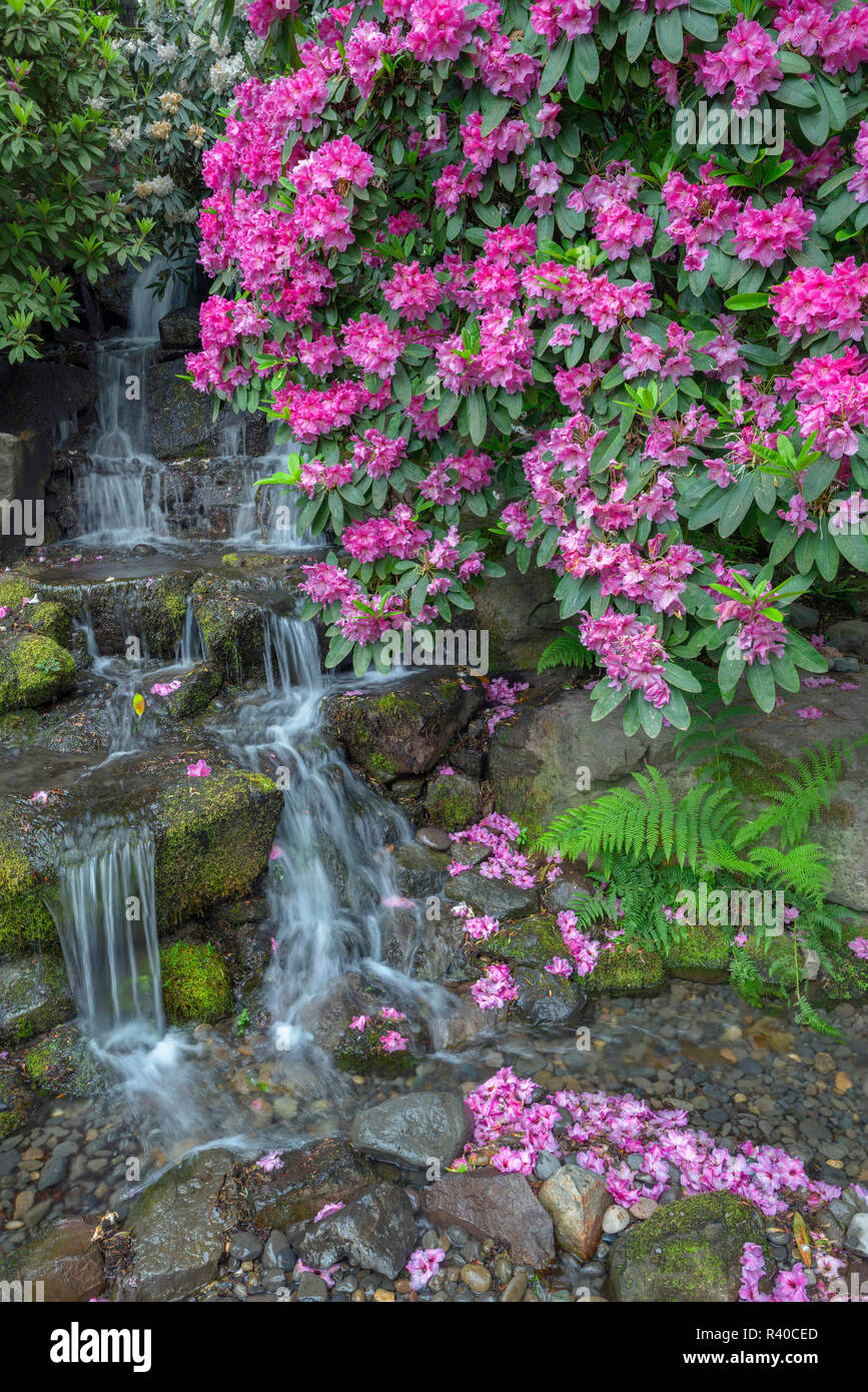 USA, Oregon, Portland, Crystal Springs Rhododendron Garden, Rhododendron  blooms alongside waterfall and ferns Stock Photo - Alamy