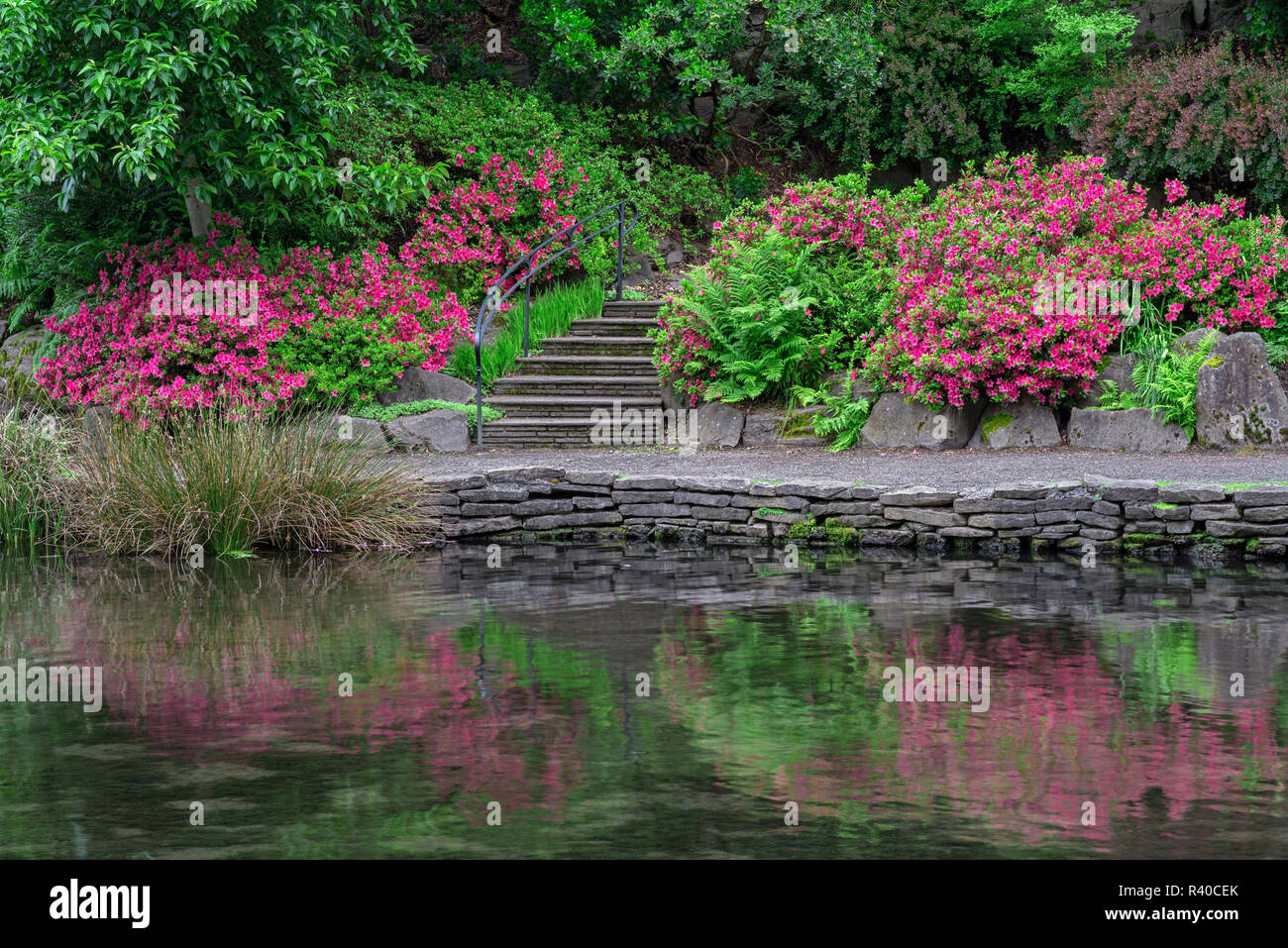 USA, Oregon, Portland, Crystal Springs Rhododendron Garden, Blooming azaleas and ferns along