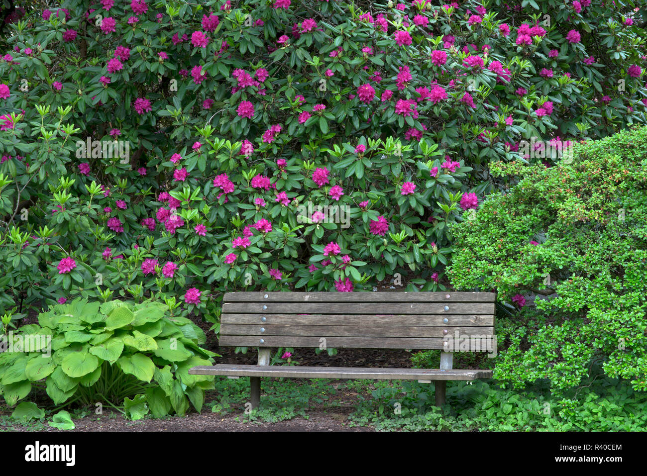 USA, Oregon, Portland, Crystal Springs Rhododendron Garden, Purple