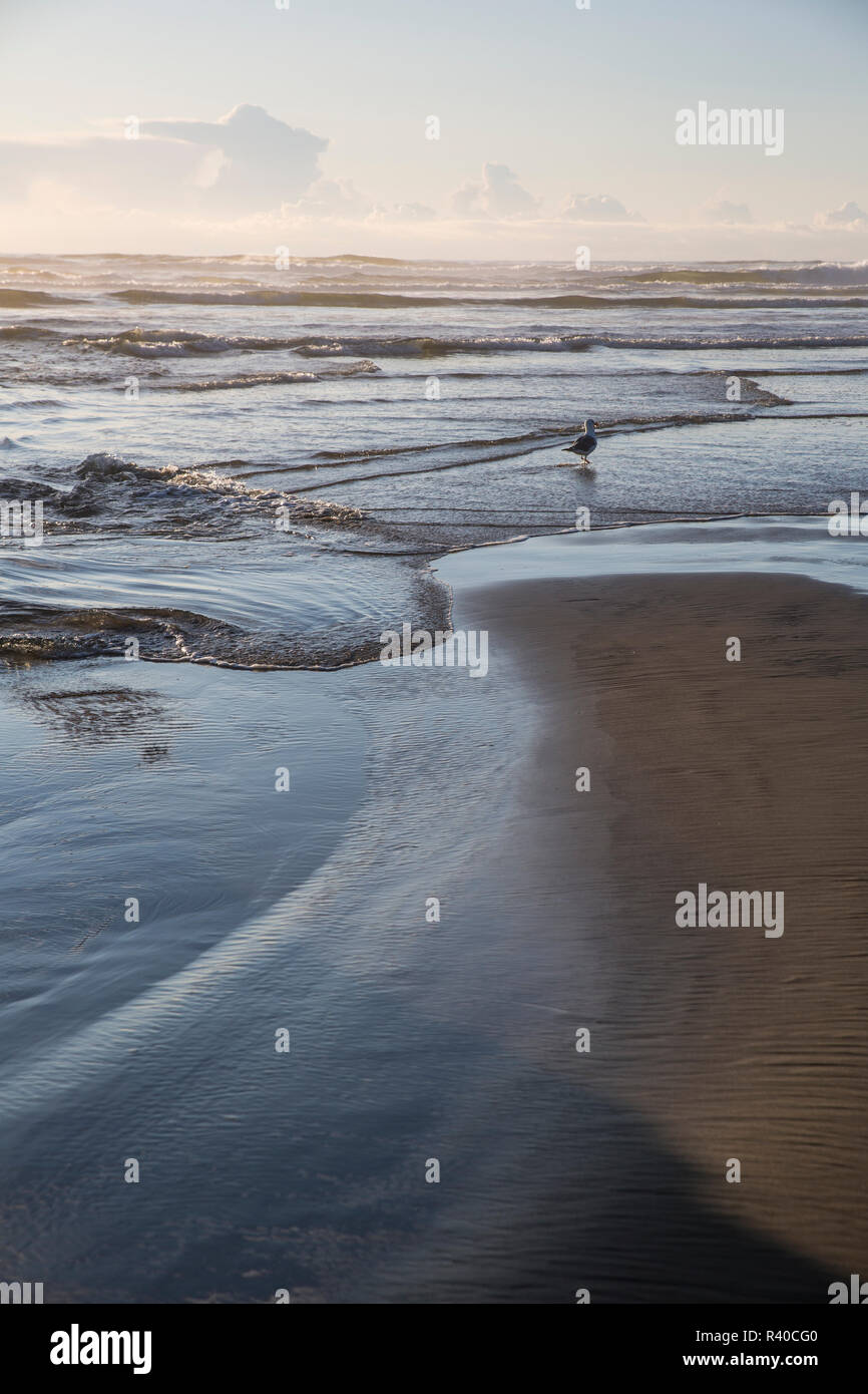 Cannon Beach, Oregon. Curvy tide comes in and surrounds a seagull on