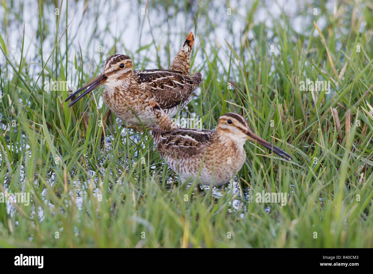 Common Snipe Pair Courting Stock Photo Alamy