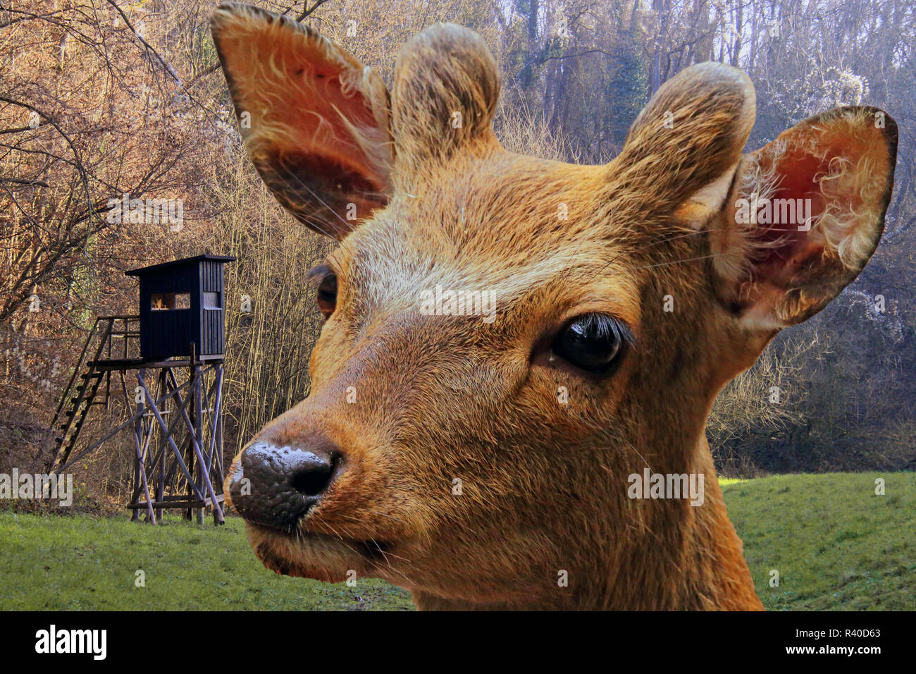 sika deer in front of high seat Stock Photo