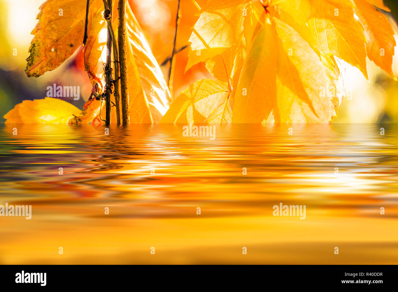 autumn leaves reflecting in the lake Stock Photo - Alamy