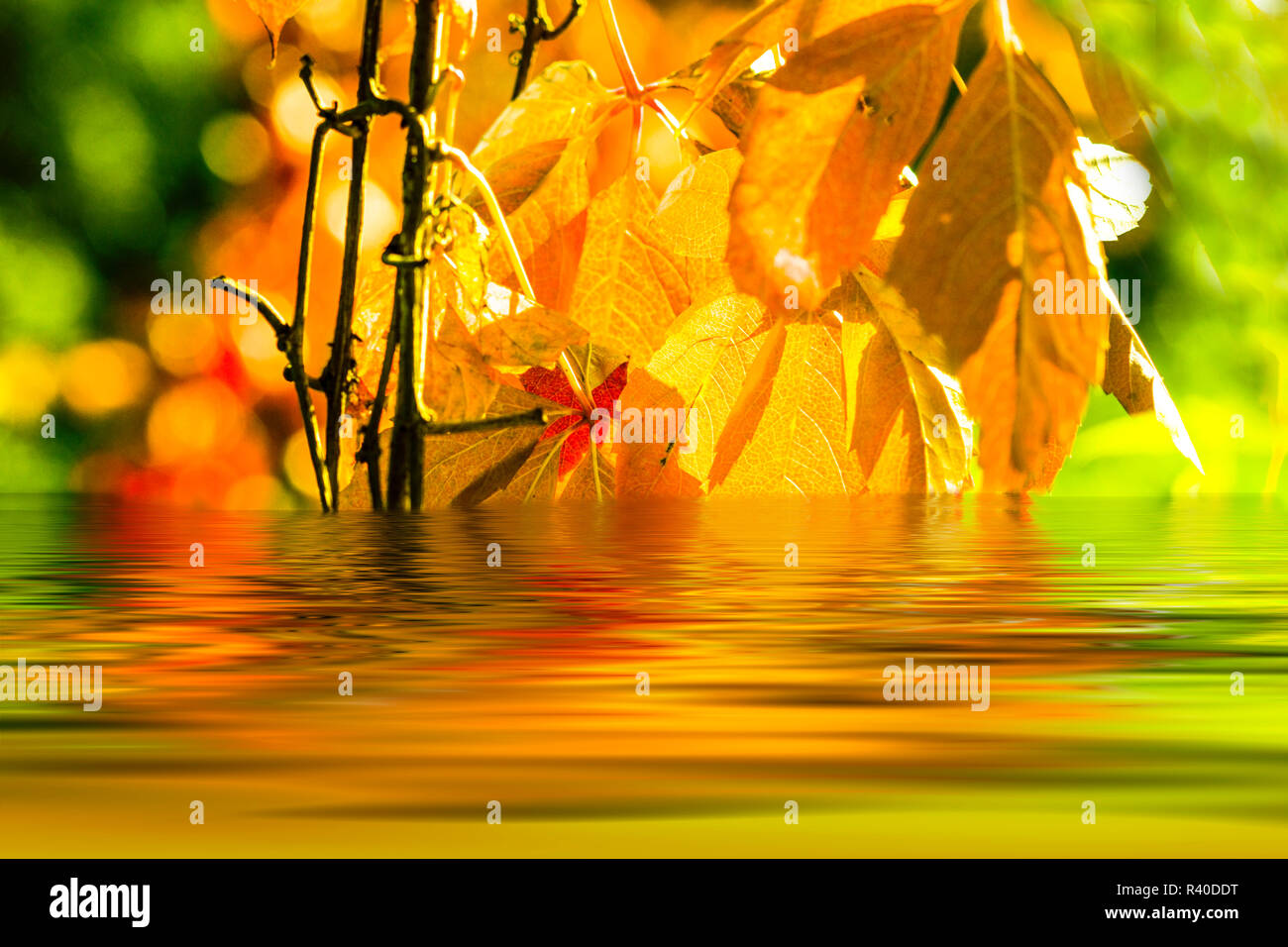 autumn leaves reflecting in the lake Stock Photo - Alamy