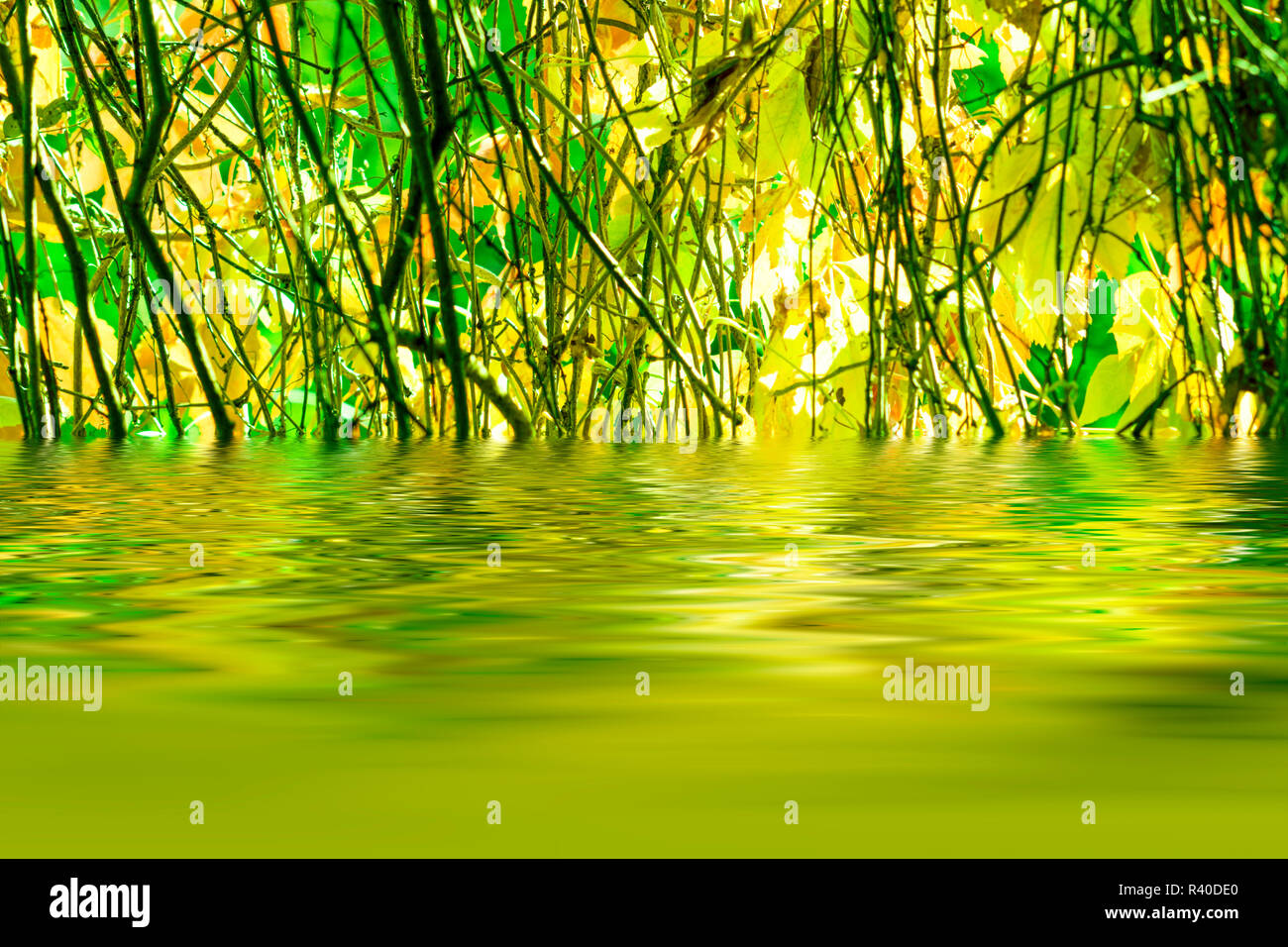 autumn leaves reflecting in the lake Stock Photo - Alamy