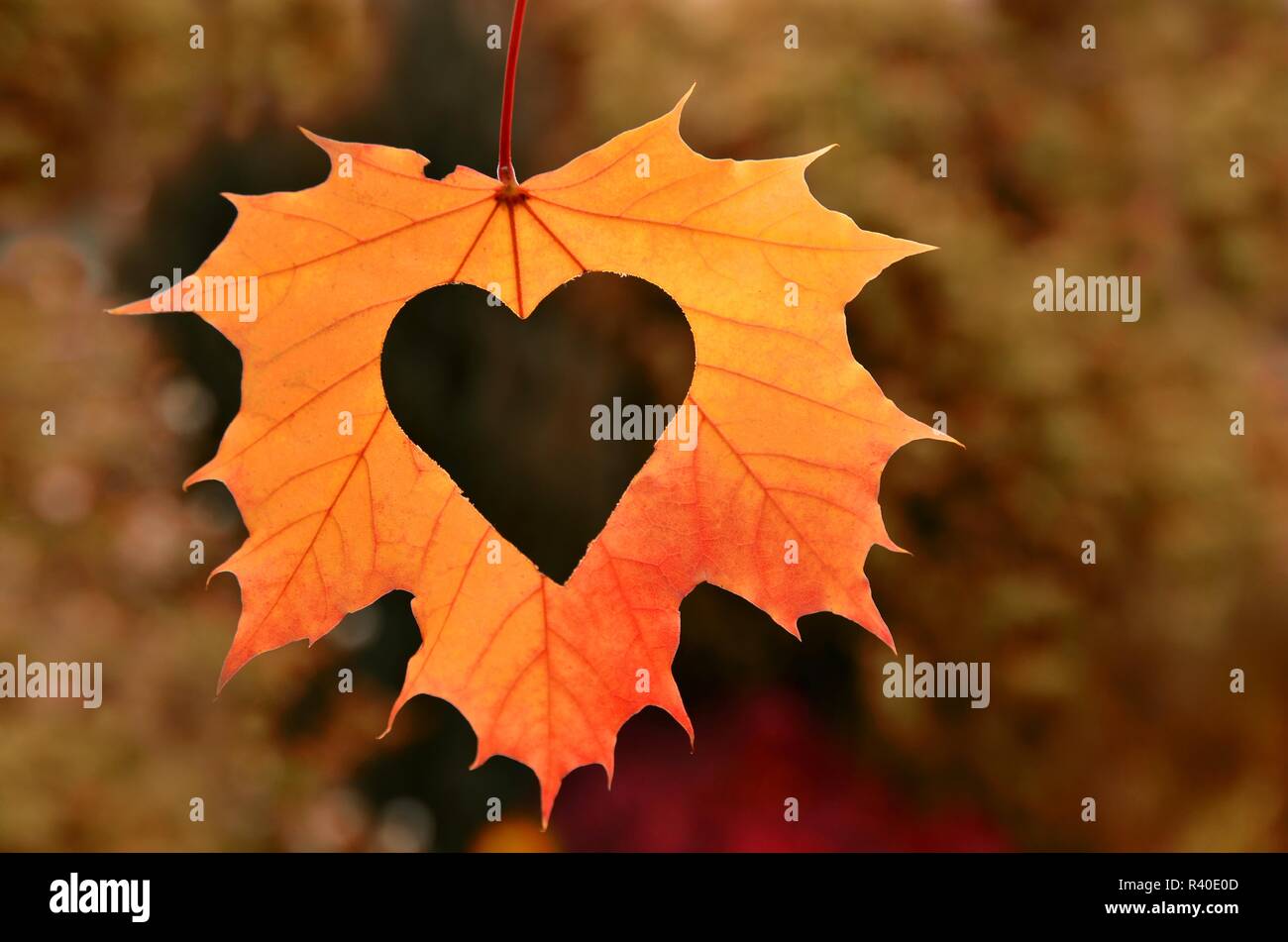 Individual single autumn fall leaf hi-res stock photography and images ...