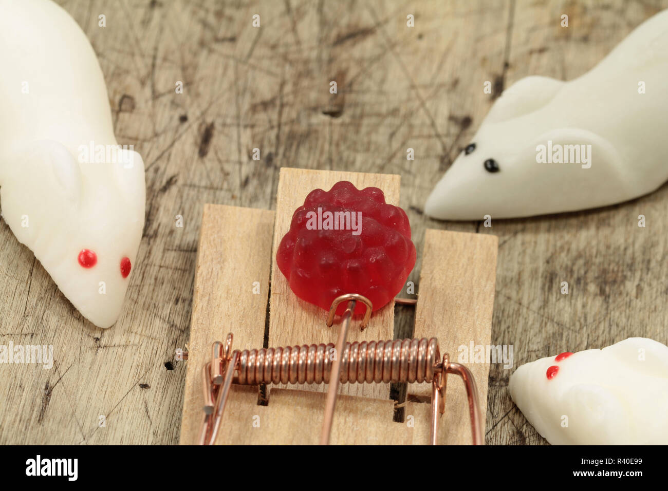 marshmallow white marshmallow mice in the snap trap Stock Photo Alamy