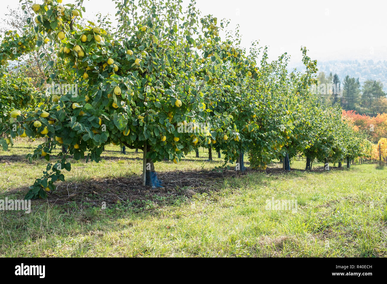 quince trees with yellow quinces Stock Photo Alamy