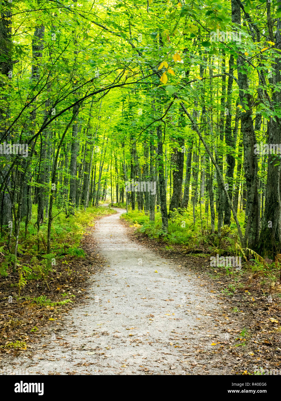 Hiking trail in forest during early Autumn Stock Photo - Alamy
