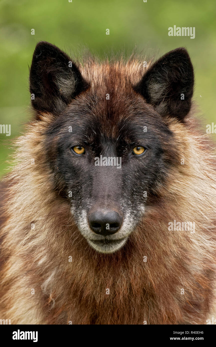 Close-up of adult male gray wolf, Canis lupus lycaon, Minnesota Stock Photo