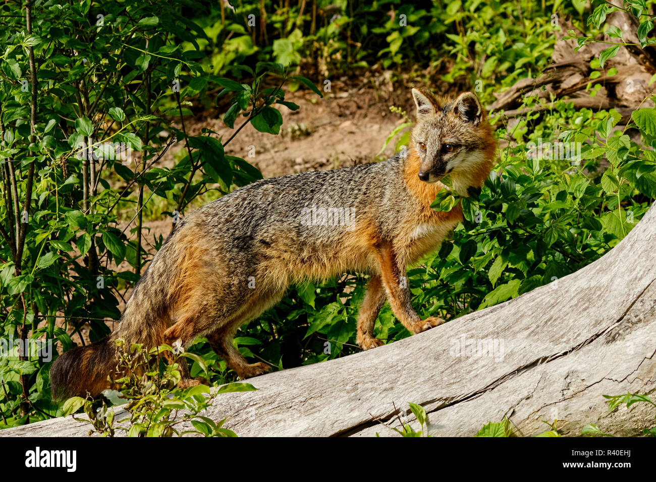 Adult female red fox, Vulpes vulpes, Minnesota Stock Photo