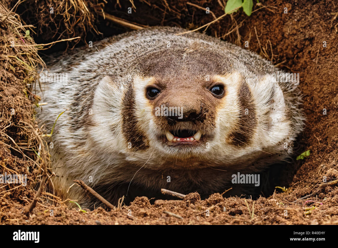 American badger, Taxidea taxus, Minnesota Stock Photo Alamy