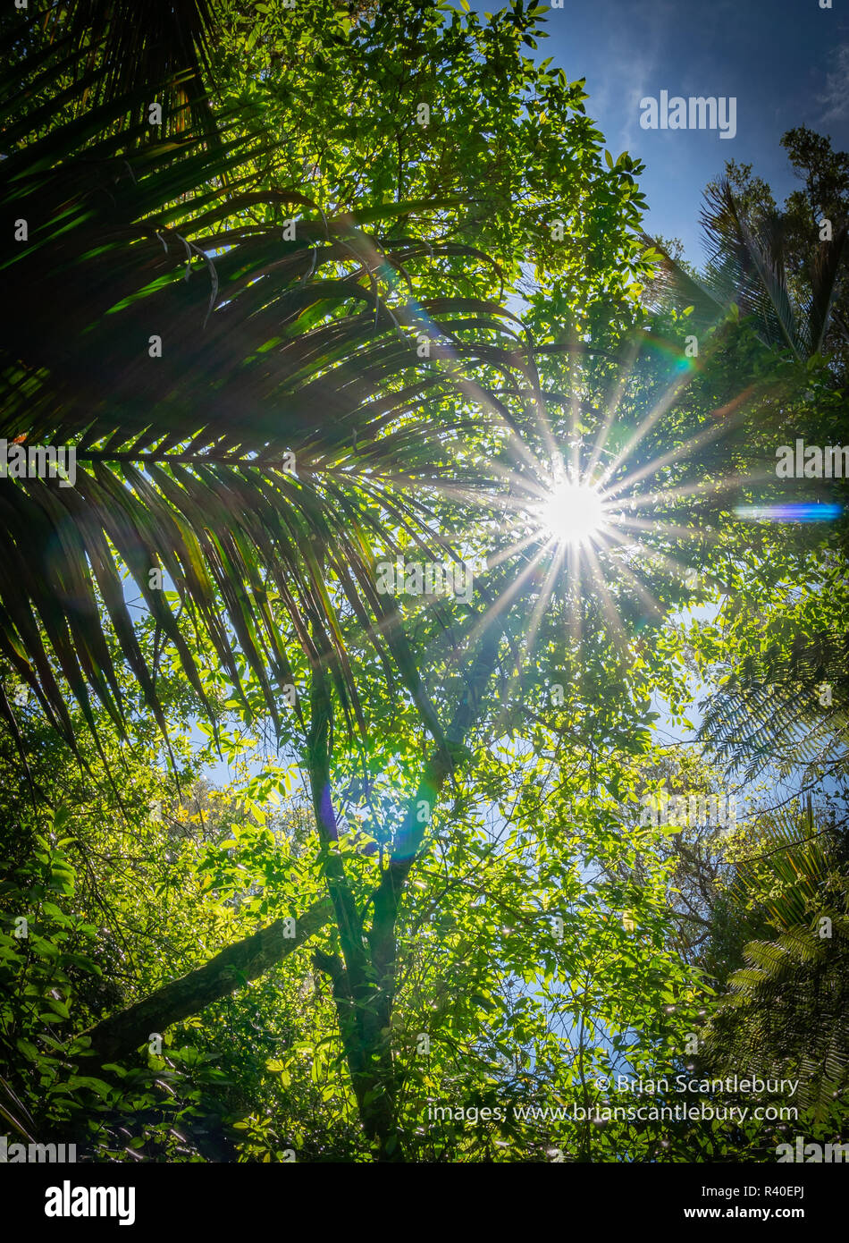 Lens flare through overhead branches and silhouette fern fronds along The Grove native bush walk near Pohara South Island Stock Photo