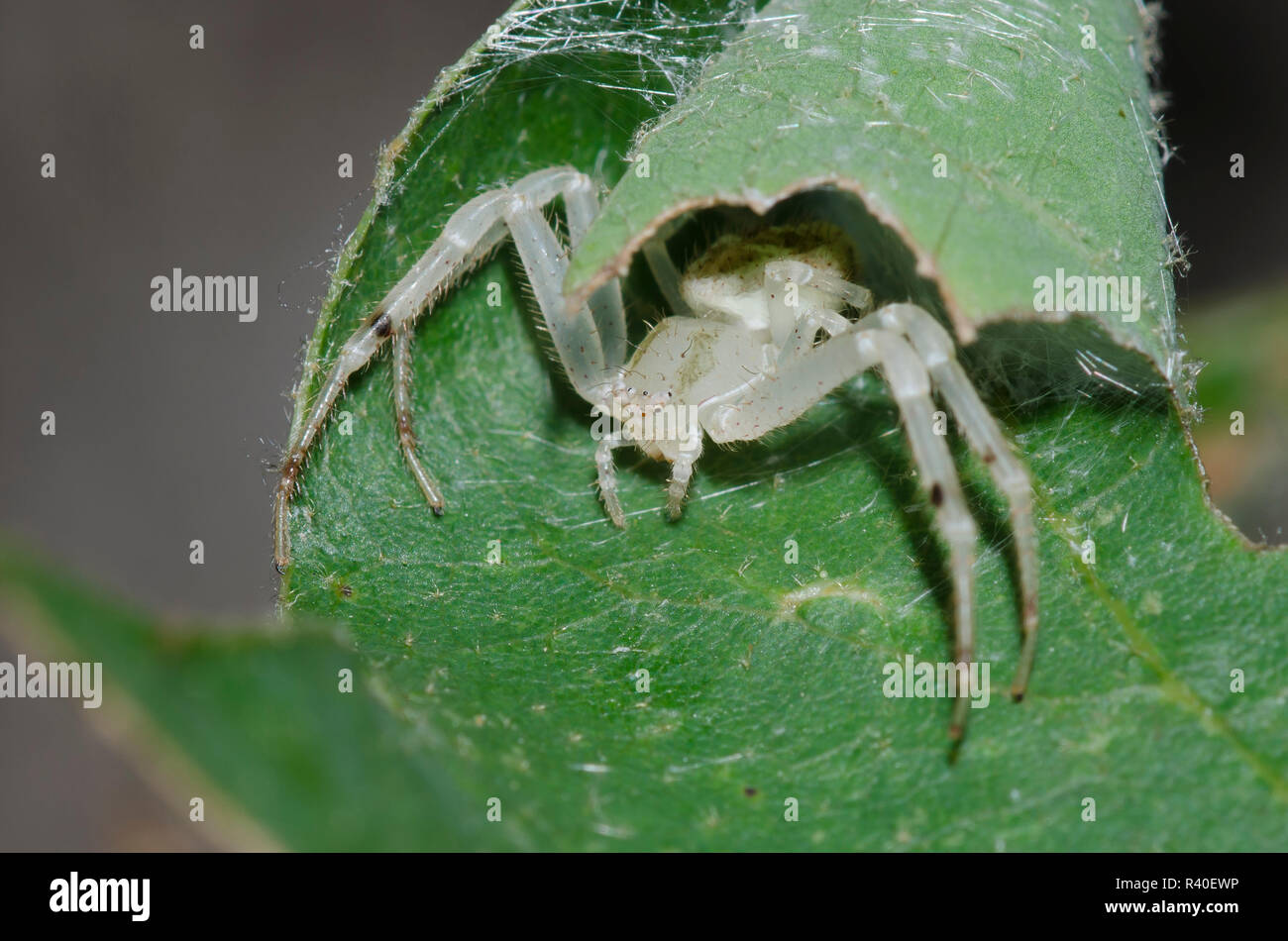 Crab Spider, Mecaphesa sp., in retreat Stock Photo