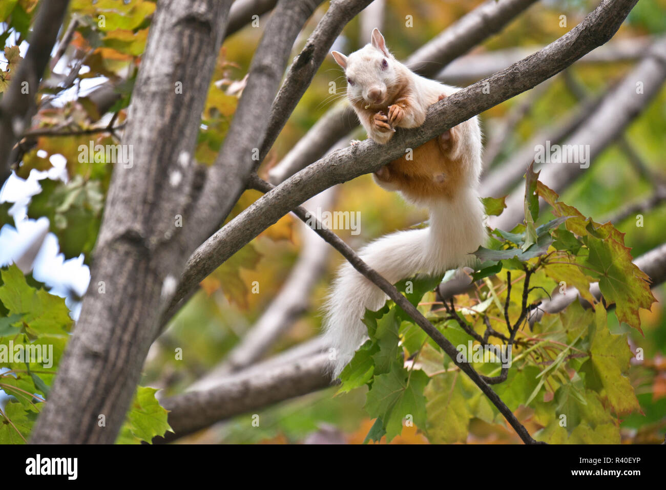 USA, Minnesota, Saint Paul, Cherokee Avenue, Albino Gray Squirrel