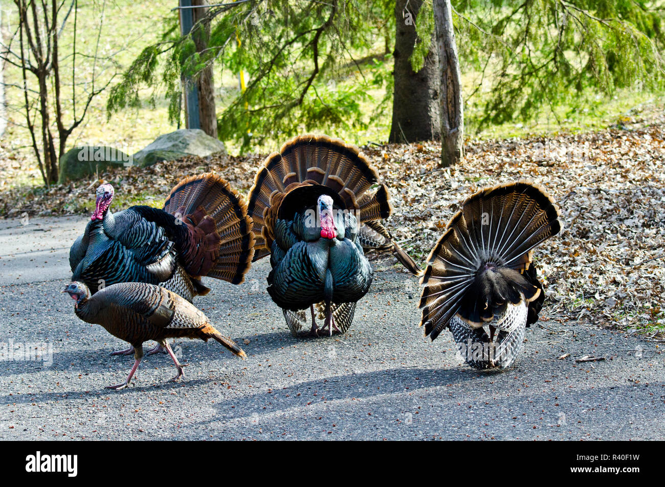 Turkeys In Minnesota USA, Minnesota, Mendota Heights, Wild Turkey, Suburban, Multiple ...