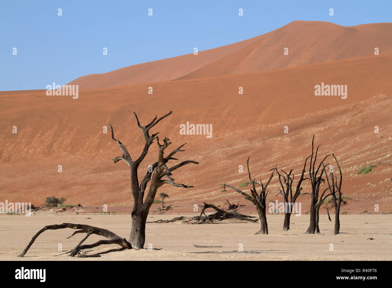 the namib desert with the deadvlei and sossusvlei in namibia Stock Photo