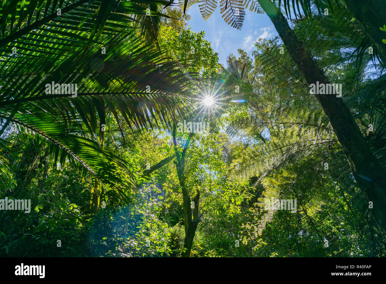 Lens flare through overhead branches and silhouette fern fronds along The Grove native bush walk near Pohara South Island Stock Photo