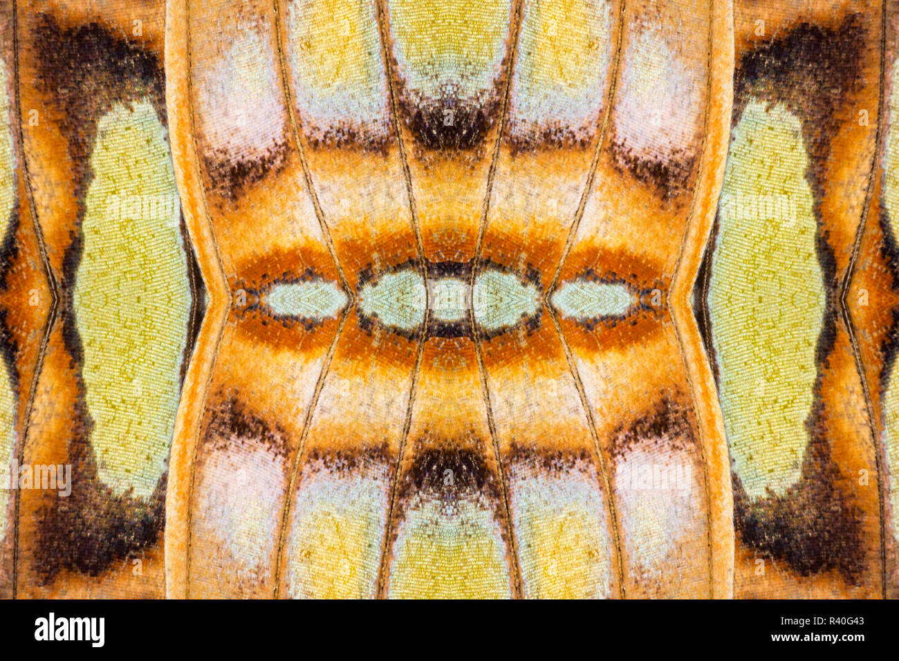 Malachite butterfly flipped and mirrored pattern, Missouri Botanical Gardens, Missouri Stock Photo