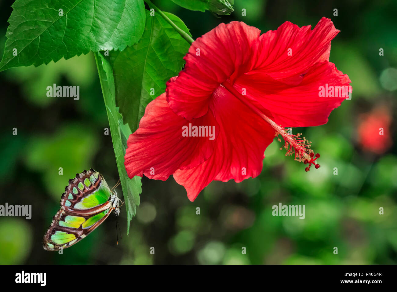 Malachite butterfly and hibiscus flower, Missouri Botanical Gardens, St