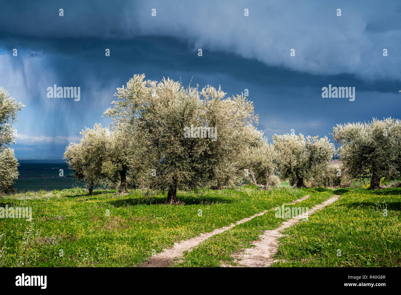 Air view field olive trees hi-res stock photography and images - Alamy