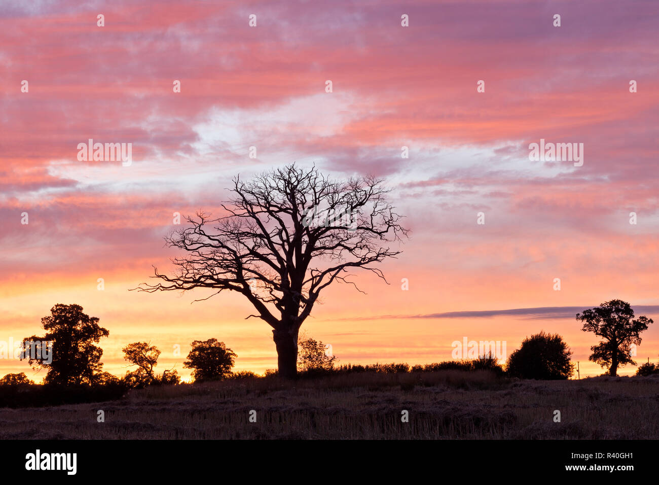 Trees silhouetted against a dramatic sunset sky Stock Photo