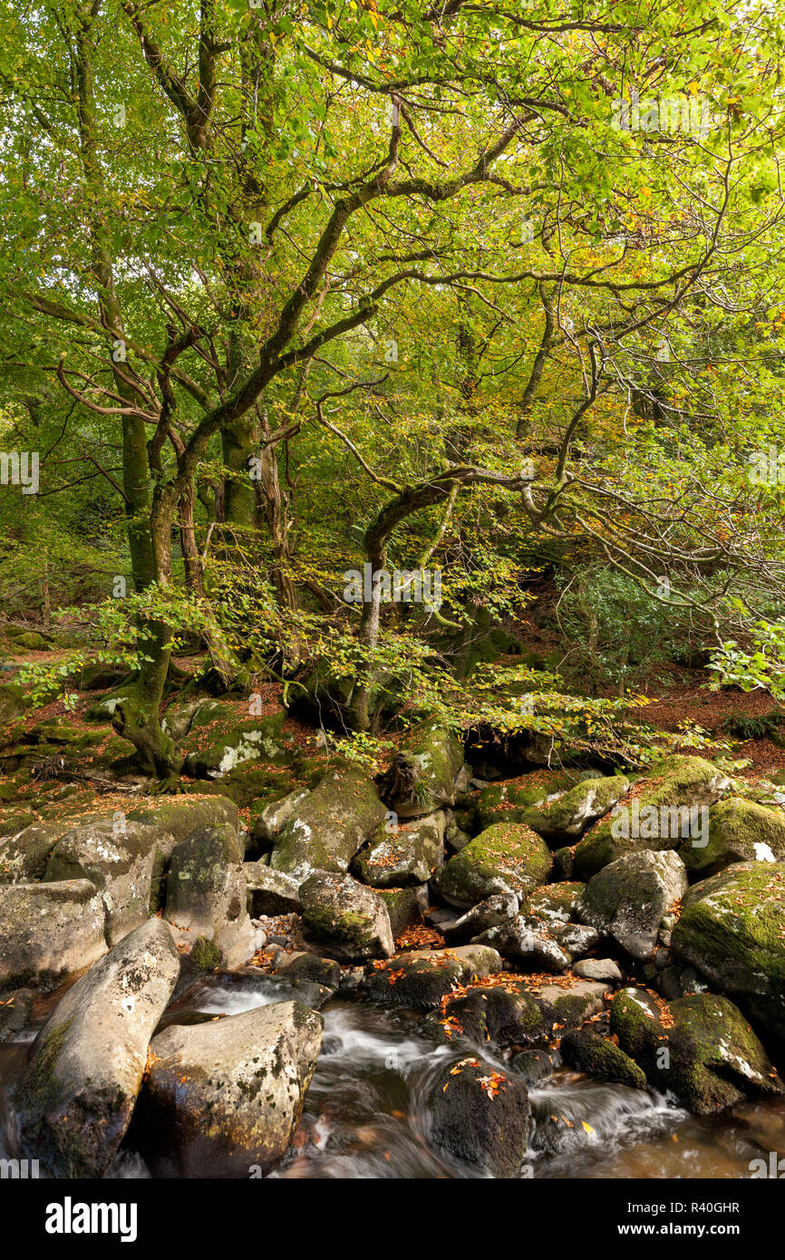 Woodland scene on the River Plym, Dartmoor national park Stock Photo