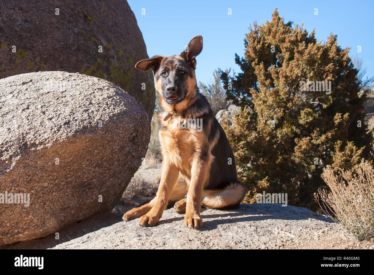 German Shepherd Growing Into His Ears MR Stock Photo Alamy