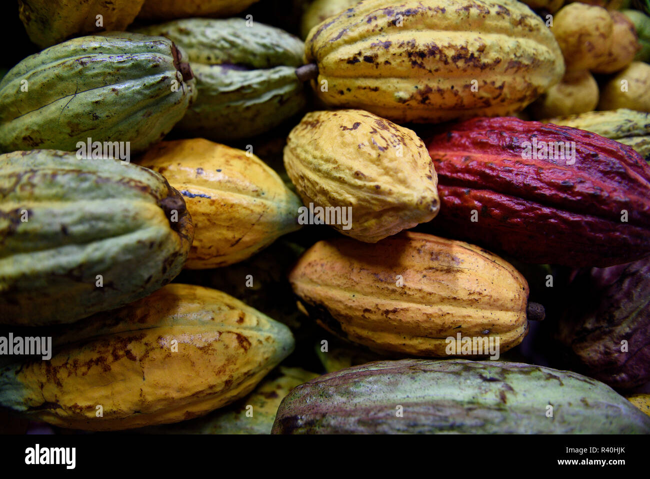 Fresh raw Cacao fruit pods which contain the cacao bean, the raw form of chocolate, in a farmers
