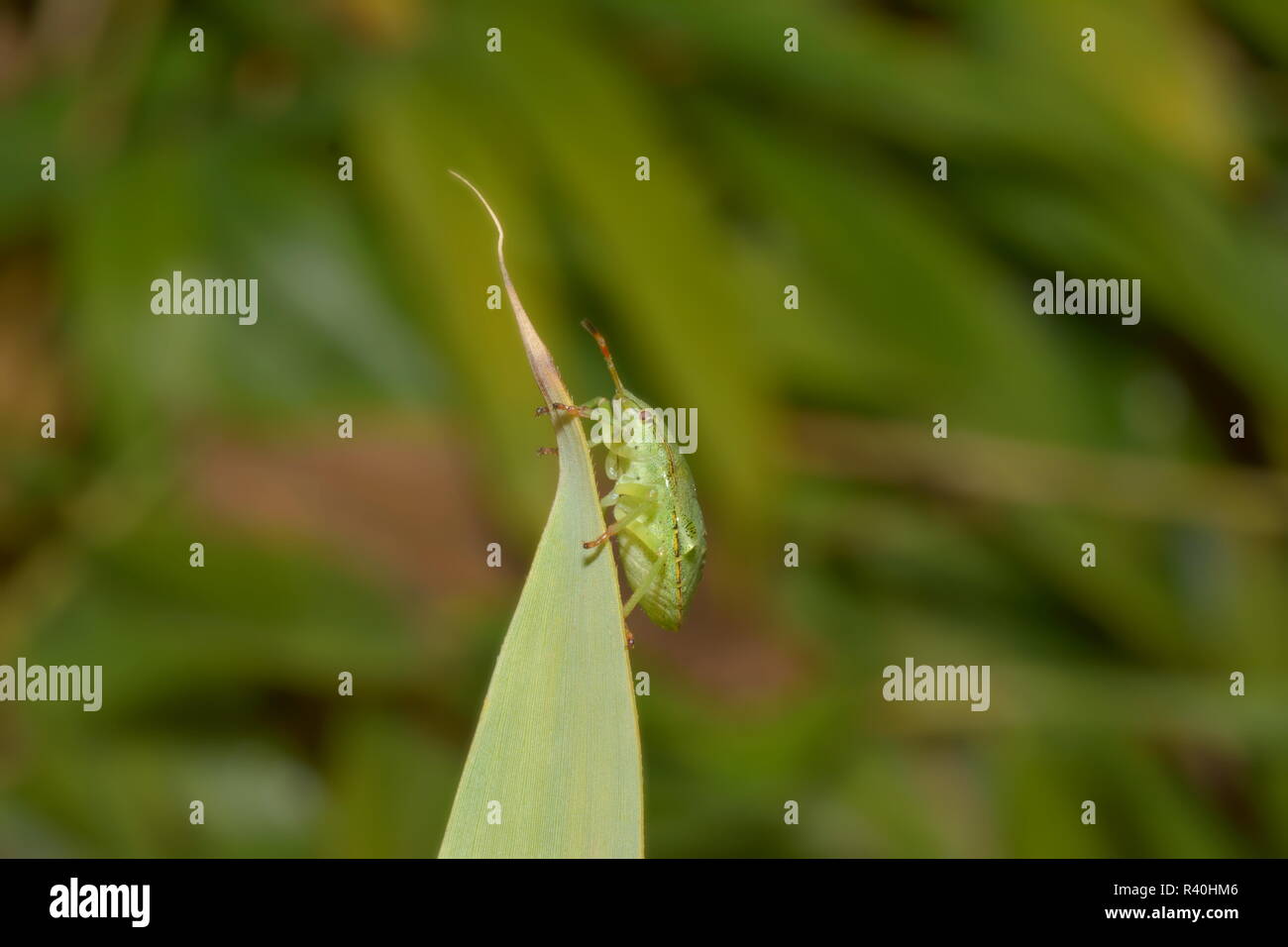 larva of the green stink bug Stock Photo