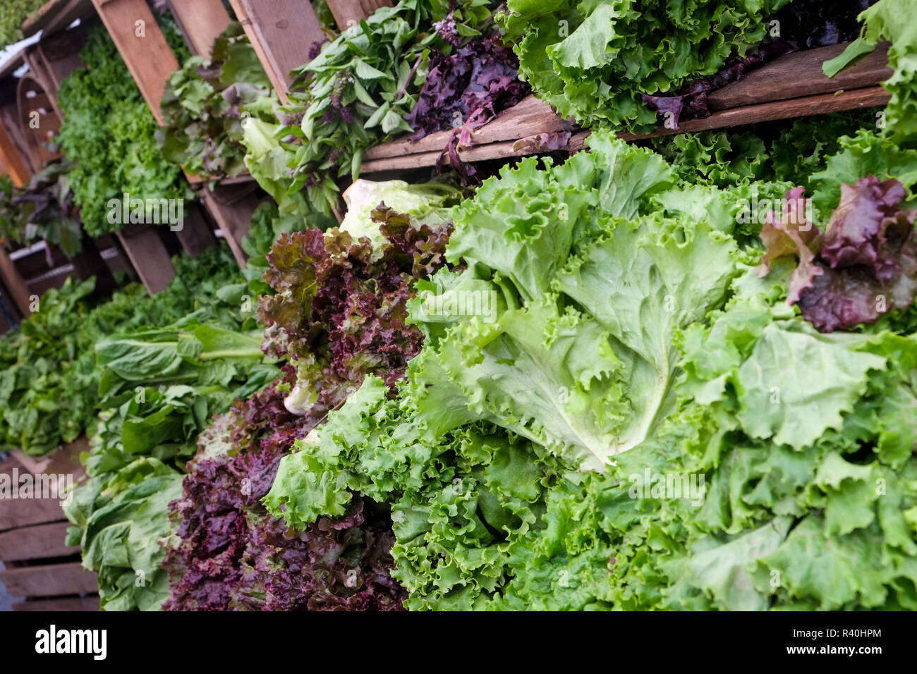 New York City, NY, USA. Green market at Union Square Stock Photo - Alamy