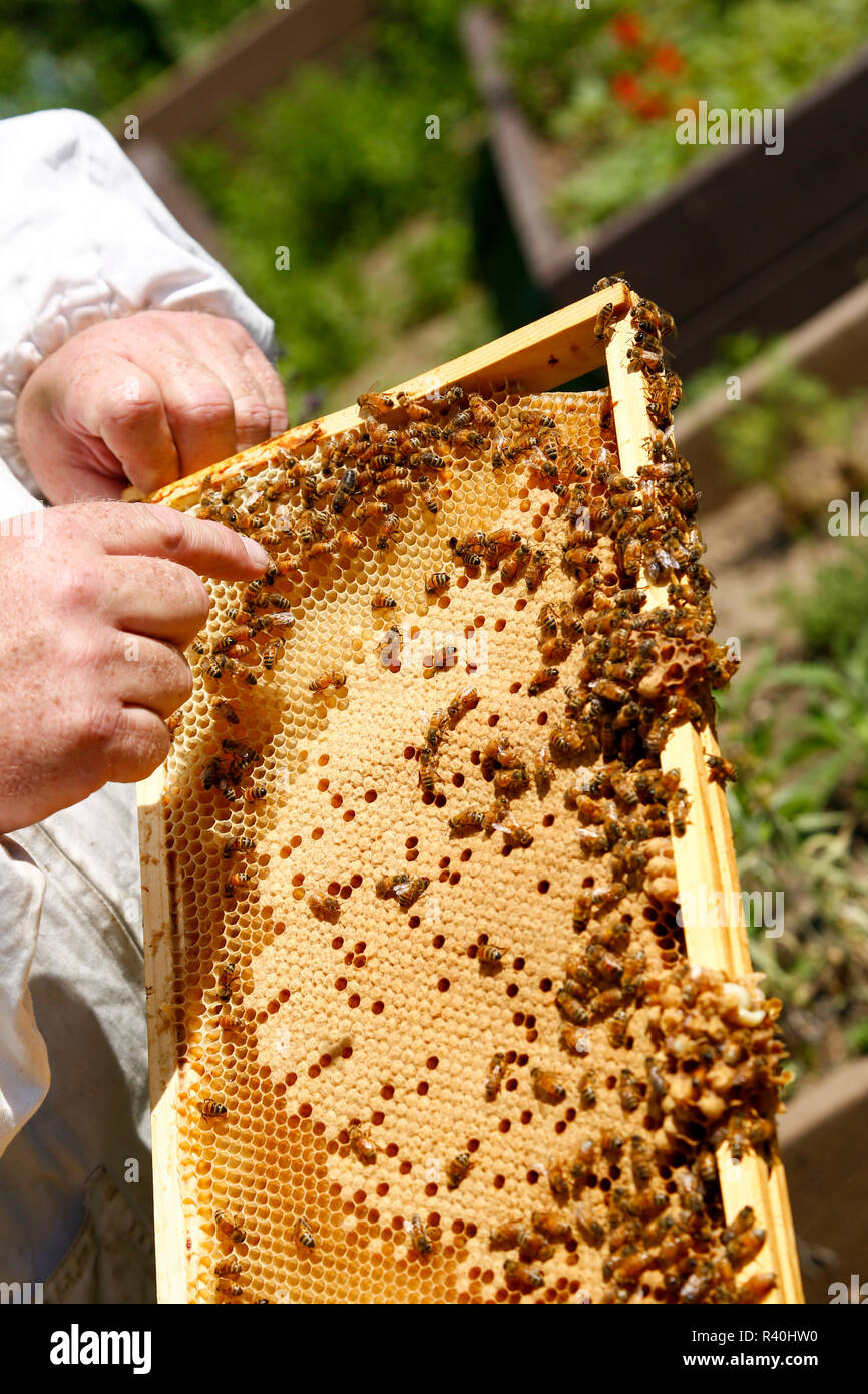 Queens, New York, USA. Bee keeping in the city Stock Photo Alamy