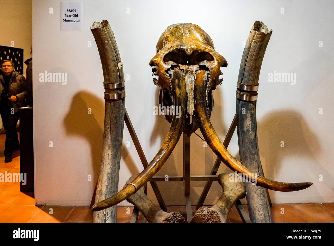 35,000 year old mammoth tusks, East Side Culture Crawl, British Columbia, Canada Stock Photo