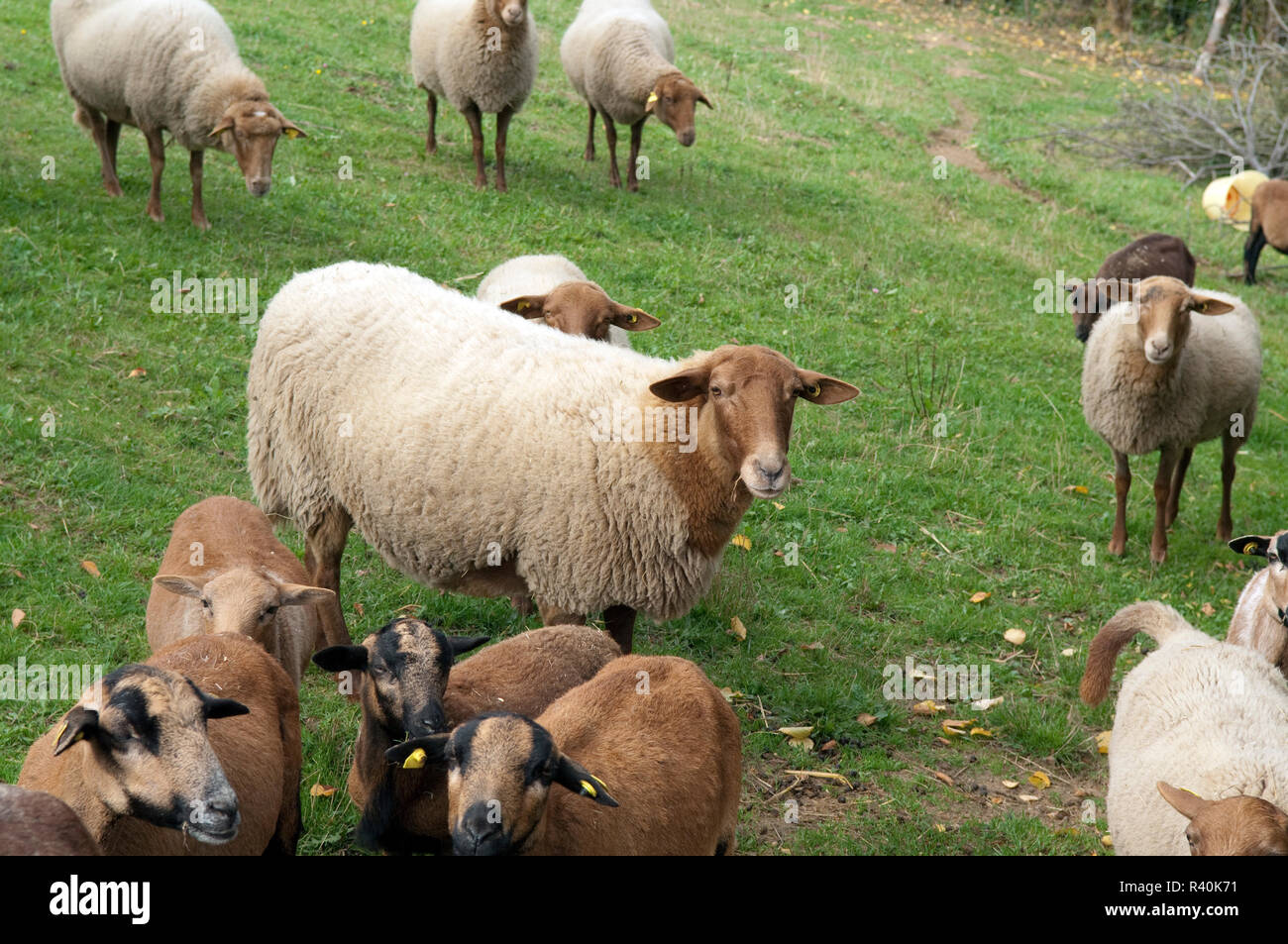 Coburger, Fuchsschaf, Thueringer, Waldziege Stock Photo - Alamy