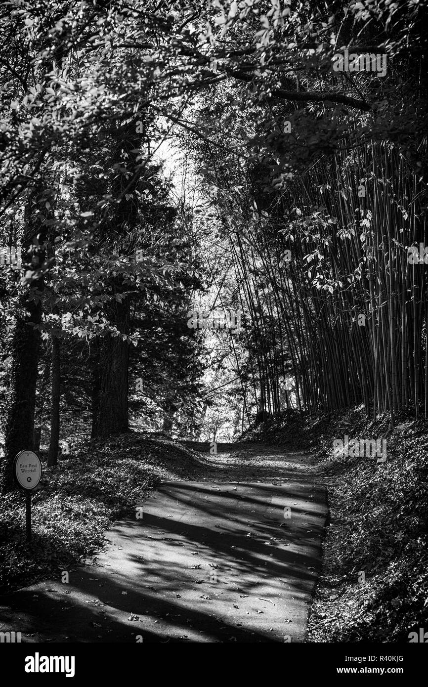 A path leads to the horizon, with bamboo on either side. Stock Photo