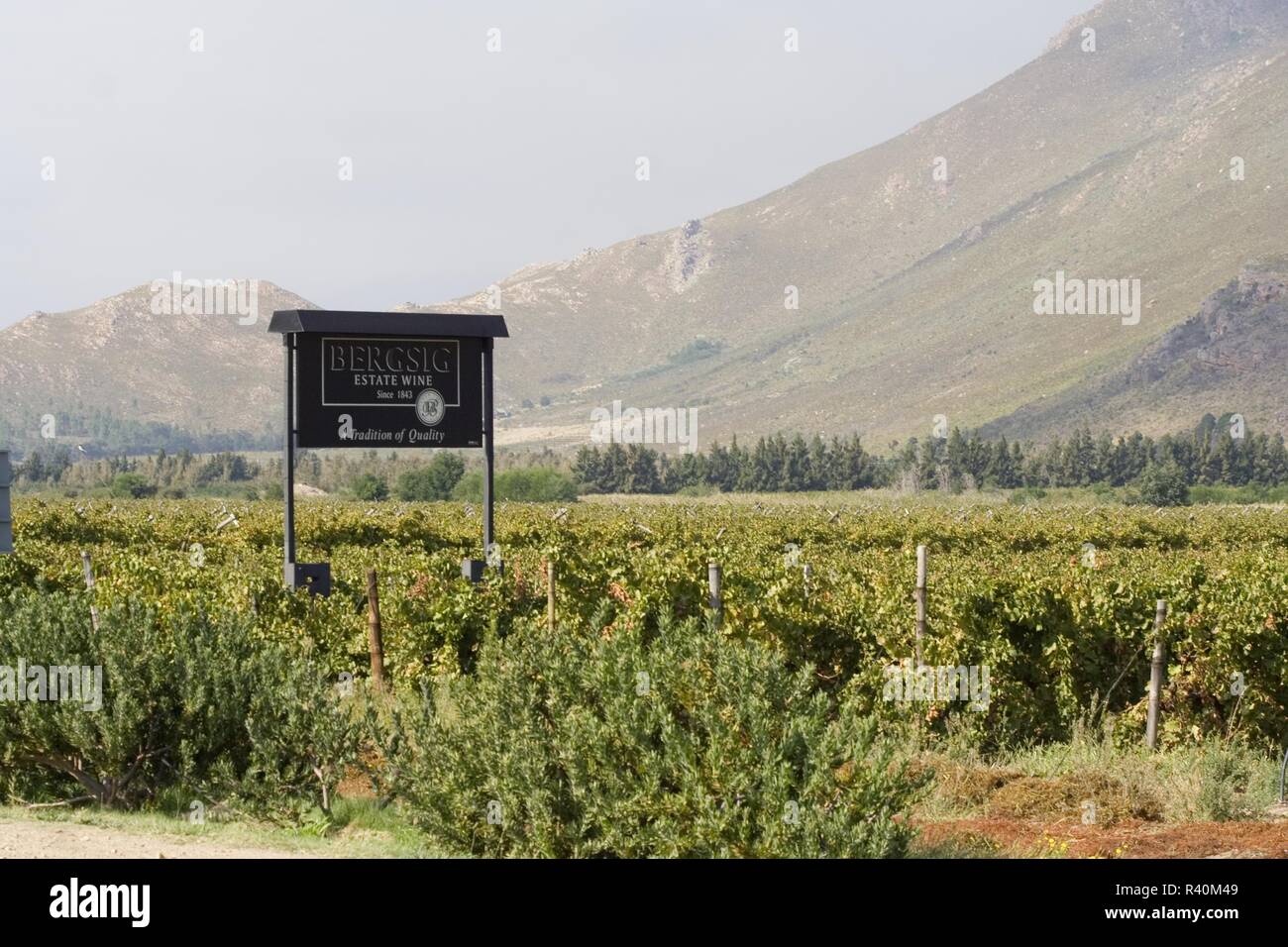 Bergsig Bergsig vineyard,south africa Stock Photo - Alamy