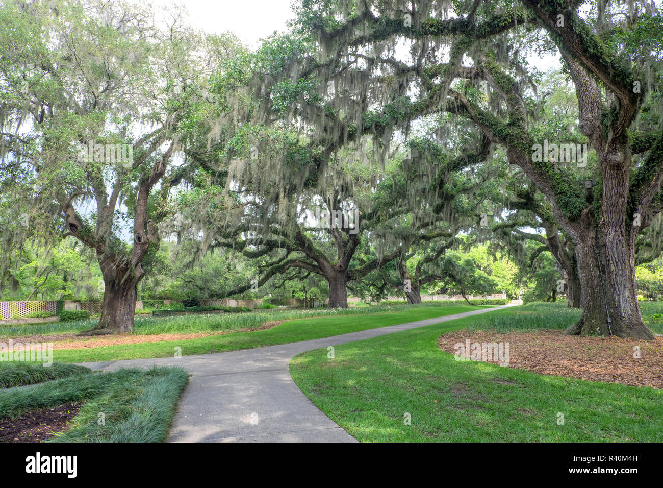 Live Oak Allee, Brookgreen Gardens, Murrells Inlet, South Carolina, USA