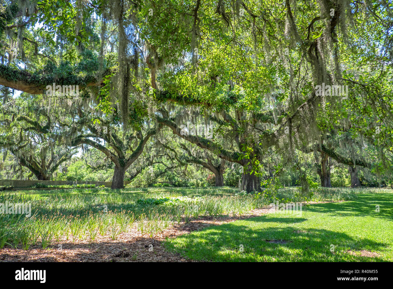 Oak allee hires stock photography and images Alamy