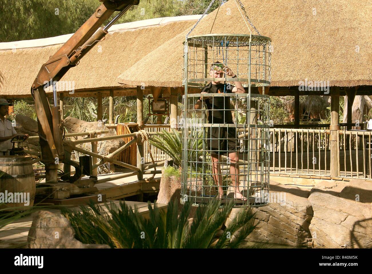 Crocodile, cage, diving, oudtshoorn, south africa Stock Photo