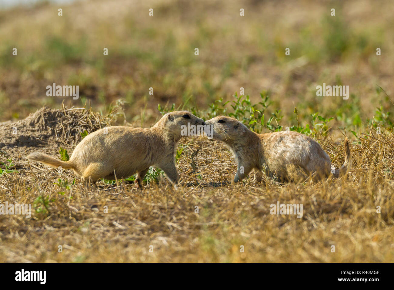 USA, South Dakota, Badlands National Park. White morph prairie dogs greeting. Credit as: Cathy and Gordon Illg / Jaynes Gallery / DanitaDelimont.com Stock Photo