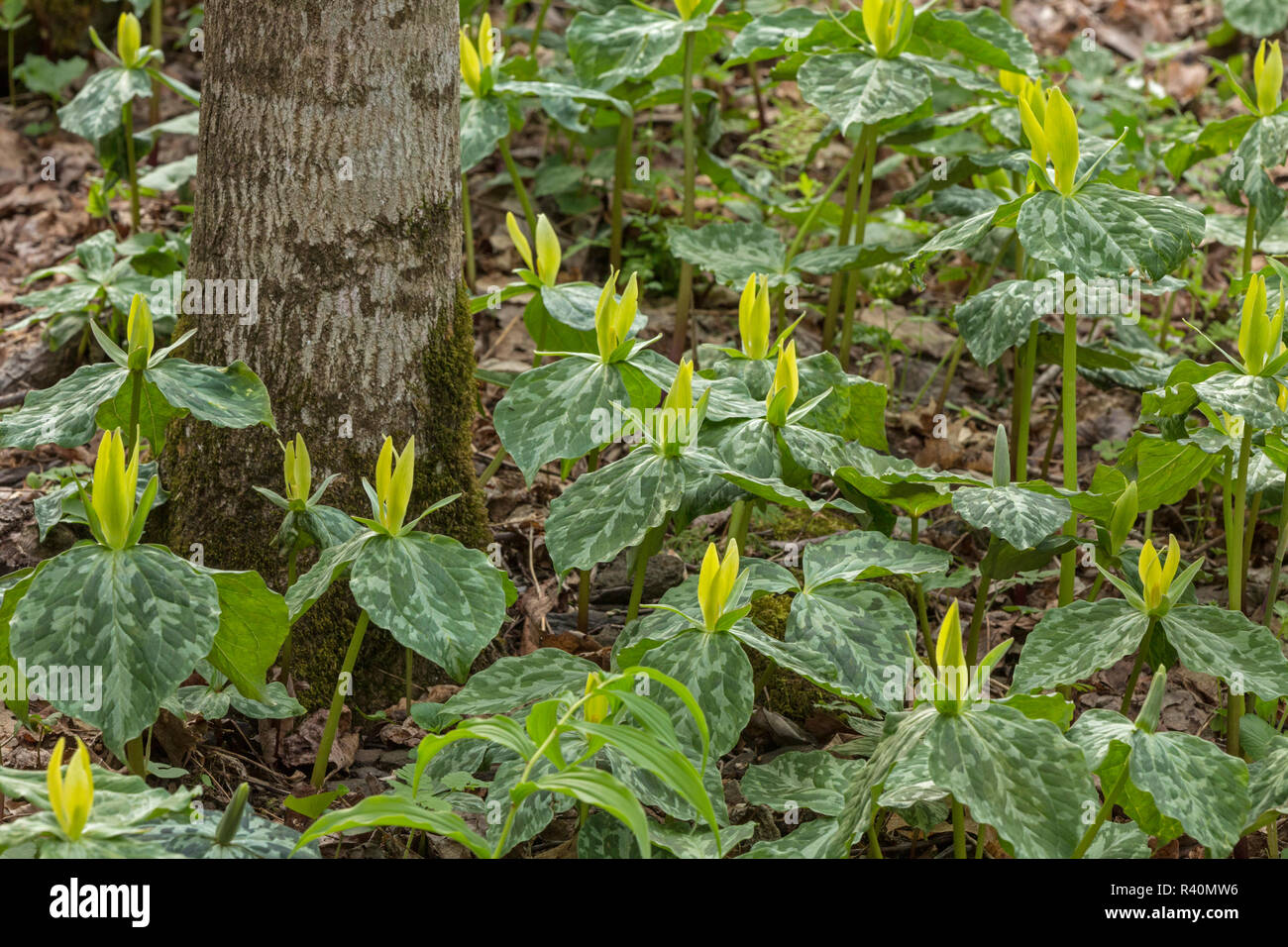 Yellow trillium, Trillium luteum, Great Smoky Mountains National Park, Tennessee Stock Photo