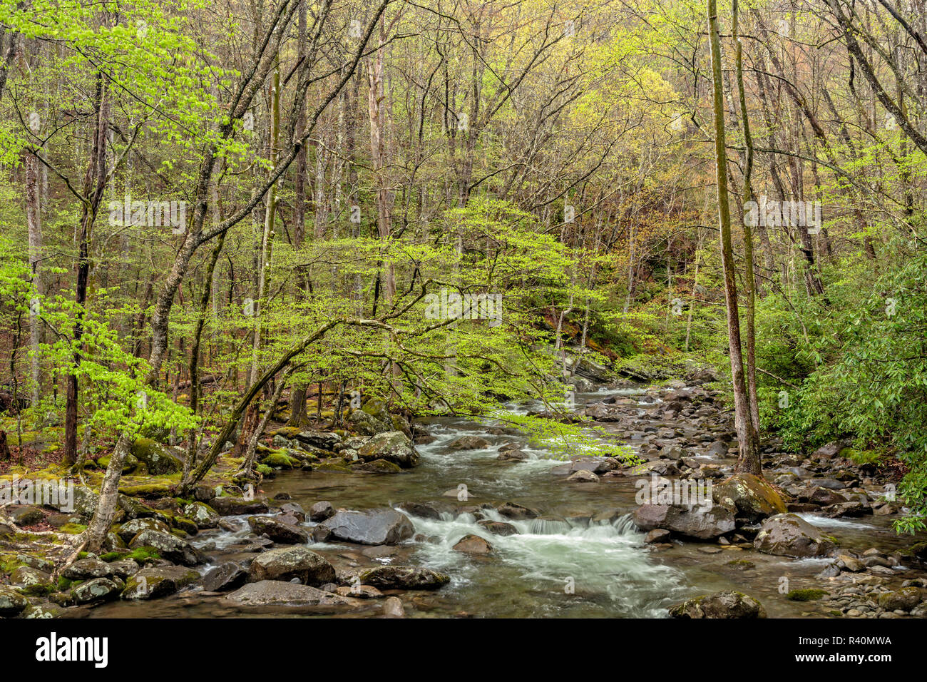 Stream in early spring, Great Smoky Mountains National Park, Tennessee