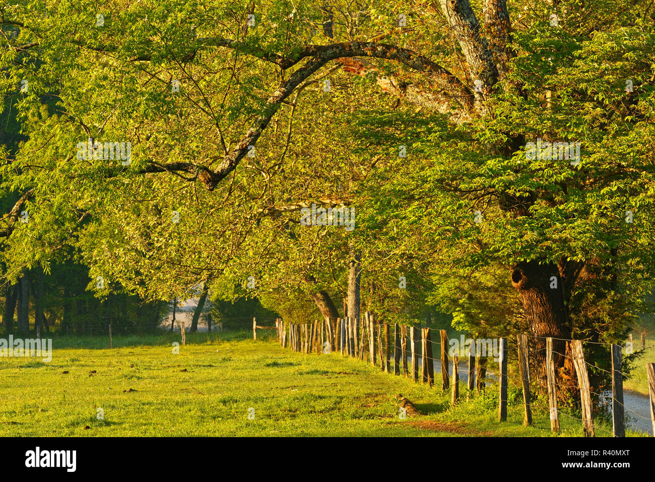 Sparks Lane in the morning, Cades Cove, Great Smoky Mountains National
