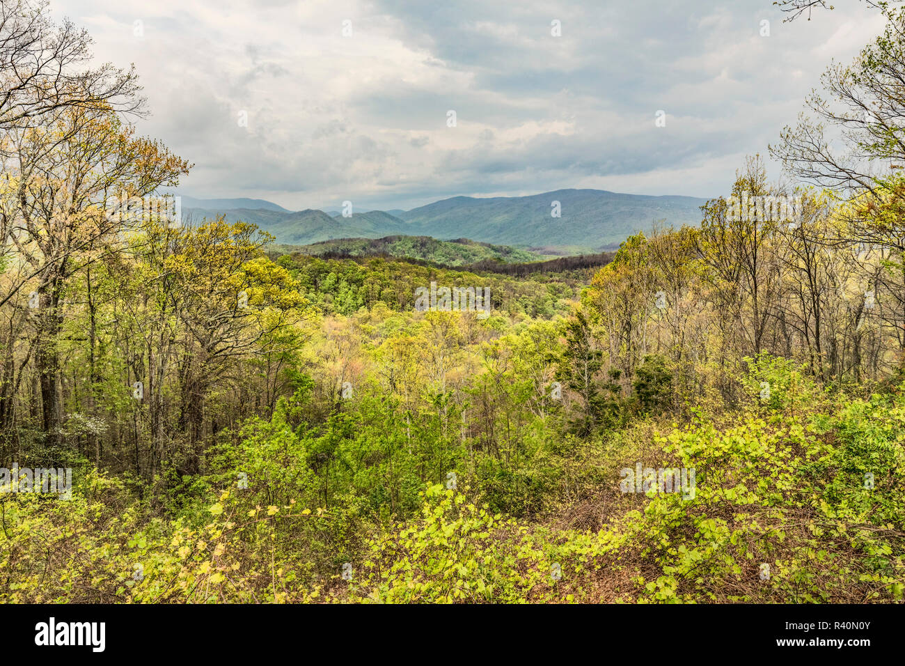 Spring view from Roaring Fork Motor Nature Trail, Great Smoky Mountains National Park, Tennessee Stock Photo