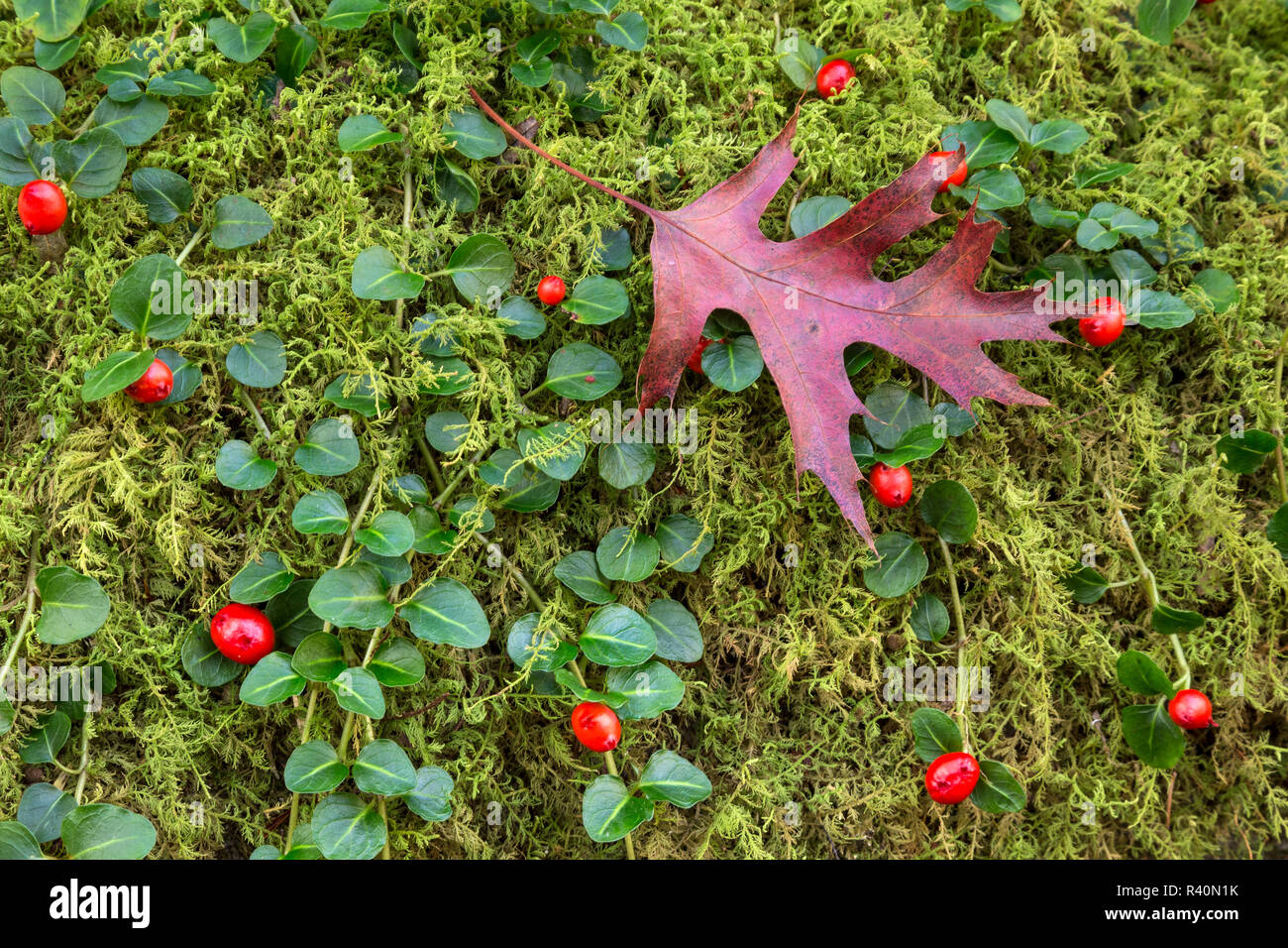 USA, Tennessee, Cherokee National Forest. Oak leaf and eastern teaberry plant. Stock Photo