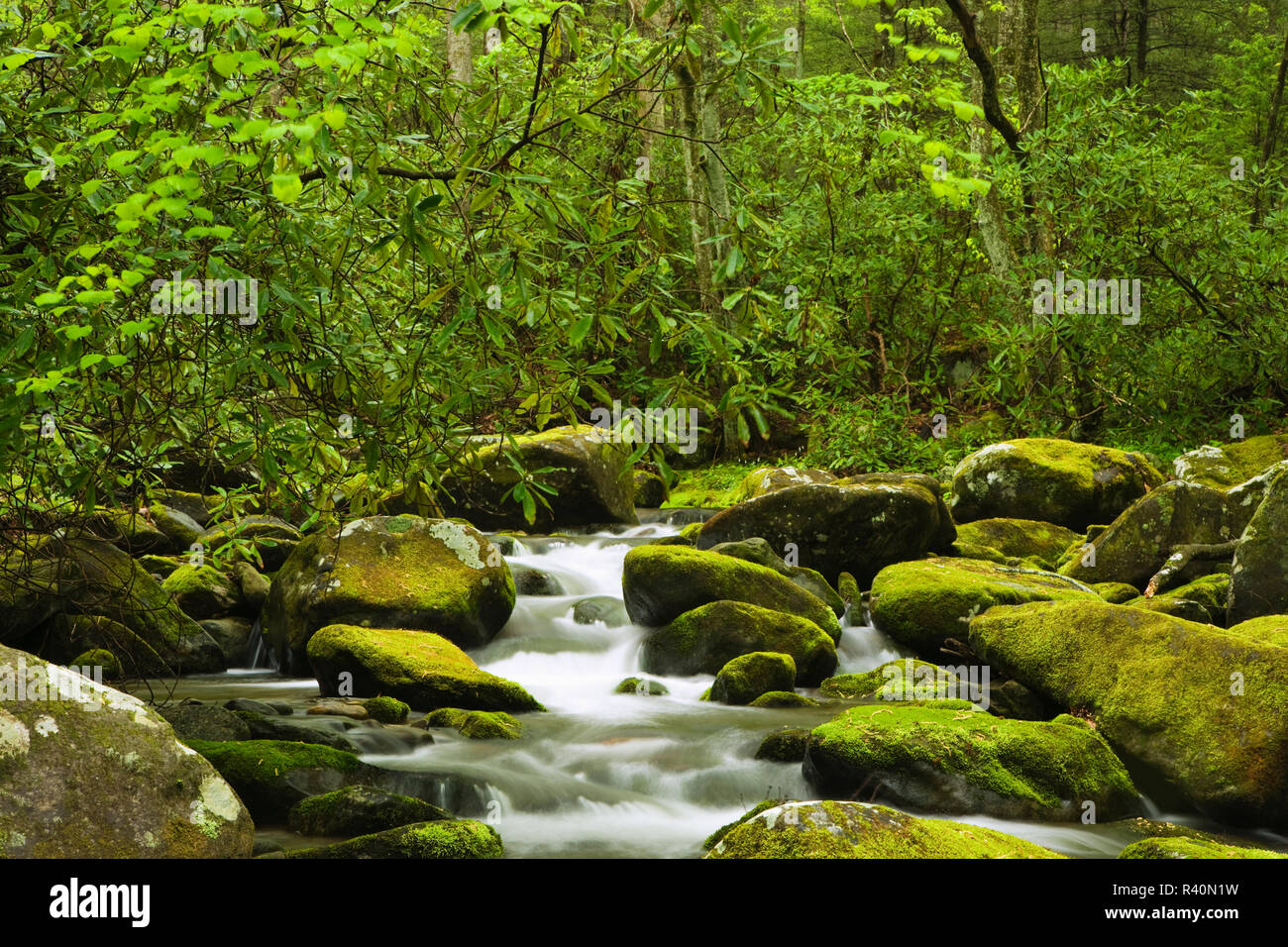 USA, Tennessee, Great Smoky Mountains National Park. Rocky creek scenic. Stock Photo
