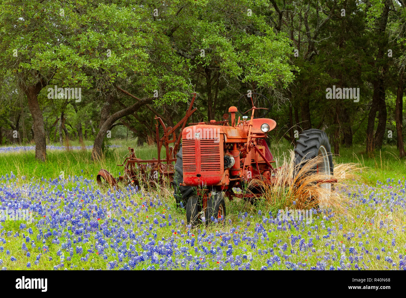 Antique tractors in field of Texas bluebonnet flowers, hill country, near Llano, Texas Stock Photo